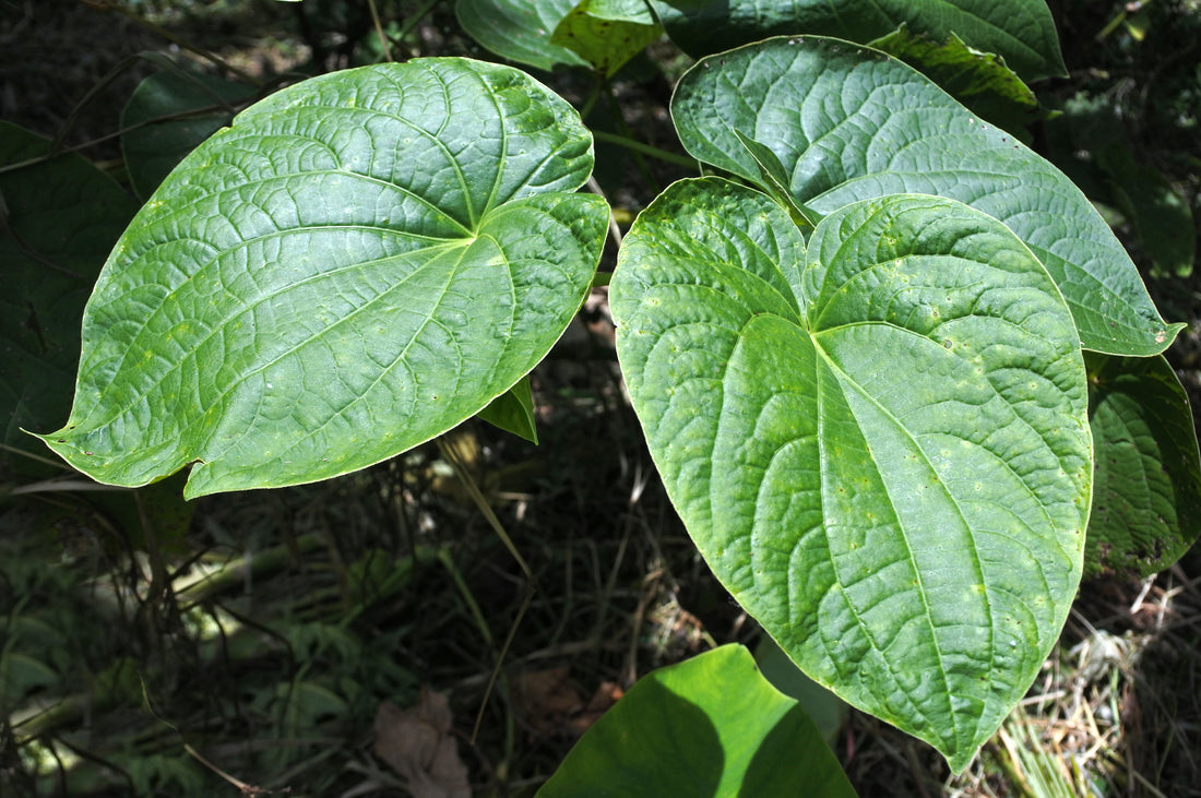 The Sacred Roots of Kava Kava: Tradition, Community, and Tranquility