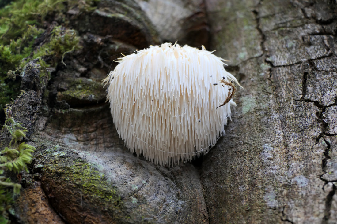 Unlocking the Power of Lion's Mane: Brain, Mood, and Nerve Health